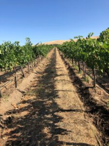 compost at vineyard