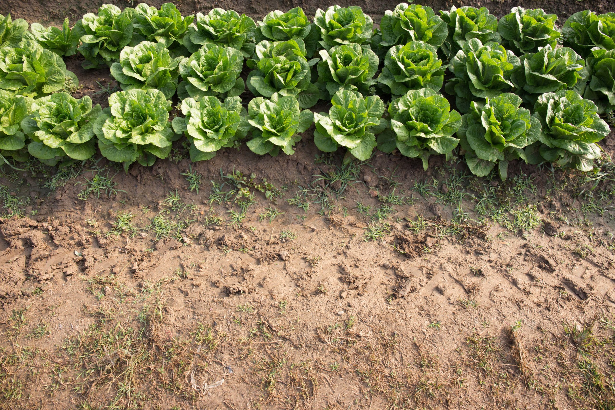 American Farmland Trust Awarded Western Region Sustainable Agriculture Research and Education Grant to Expand Adoption of Soil Health Practices to the West Coast 
