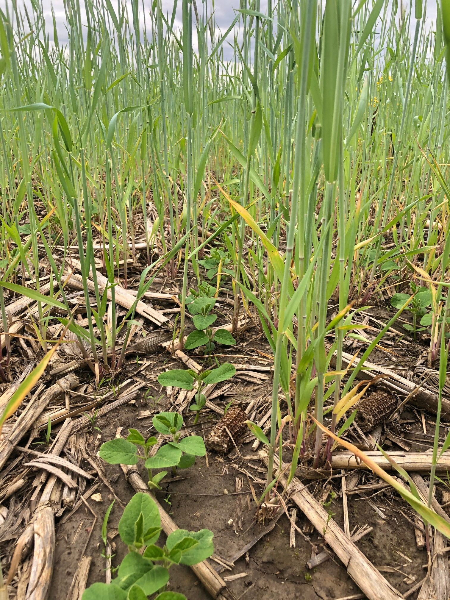 Illinois State Funded Programs Need to Fill in Gaps