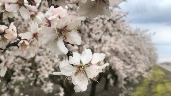 August 6, 2019: Budget Deal Passed, Beginning Farmer Hearing Held, and ERS Climate Change Study Released