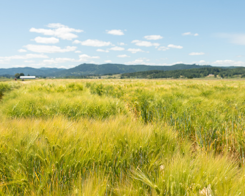 In the Pacific Northwest our most productive, versatile, and resilient soils are limited – and irreplaceable