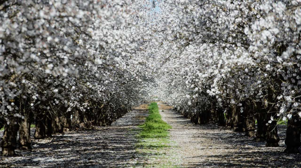 Saving Farmland, Growing Cities: A Regional Approach to Farmland Conservation