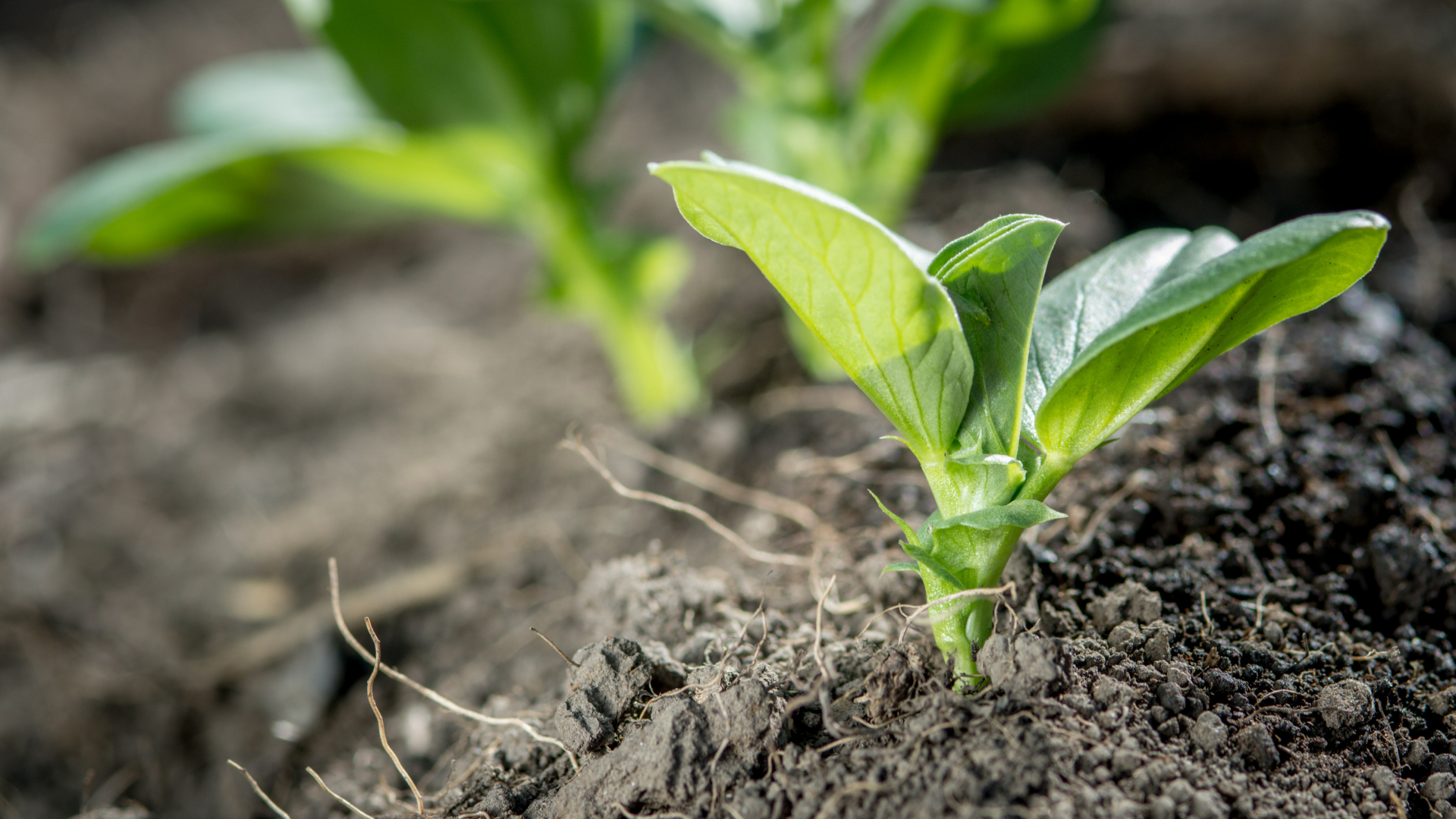 July 1, 2019: Agricultural Policy Developments in Congress, at USDA, and on the Democratic Presidential Debate Stage
