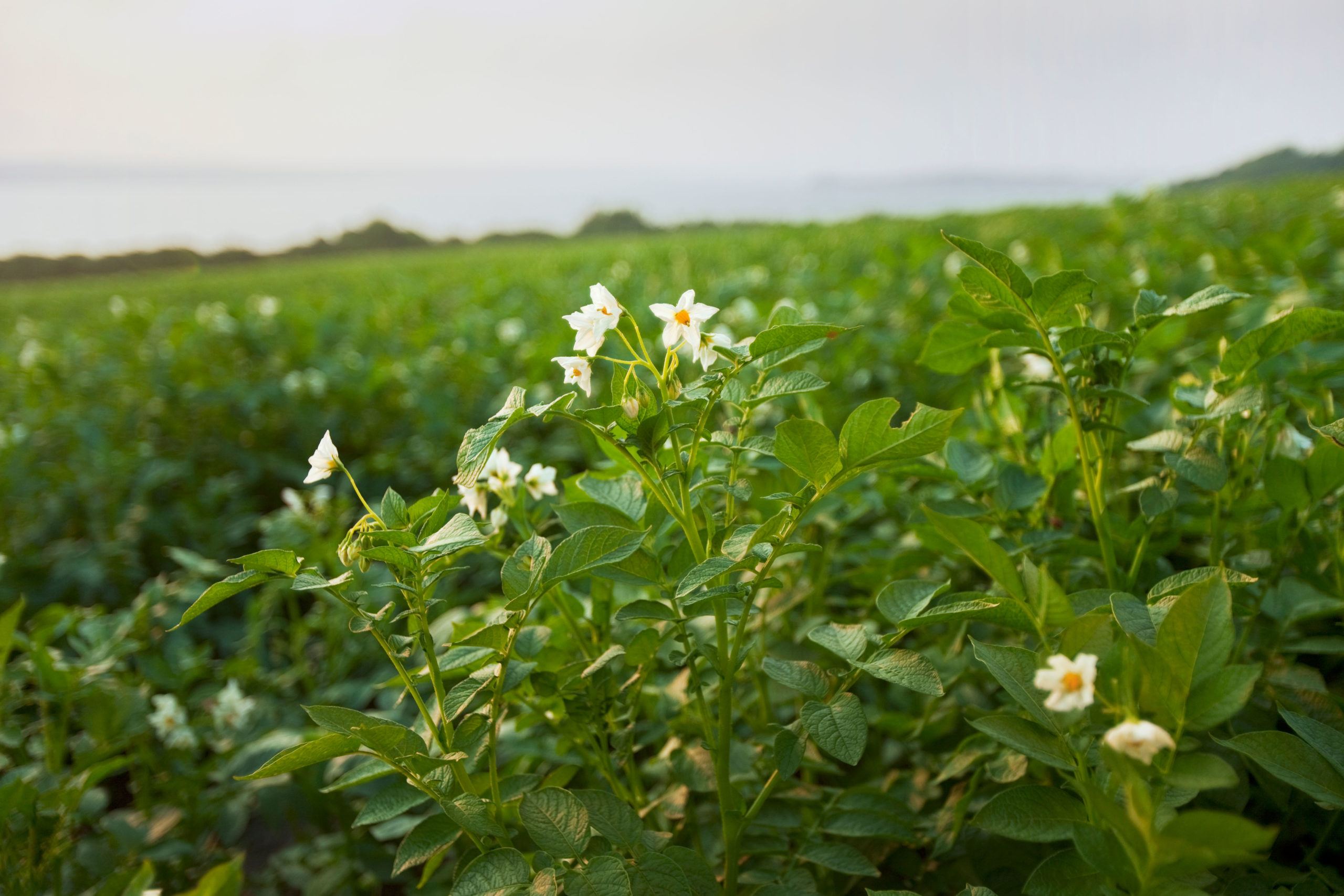 American Farmland Trust Applauds State Leaders for Investments in State budget to Support New York Farmers in Addressing Climate Change
