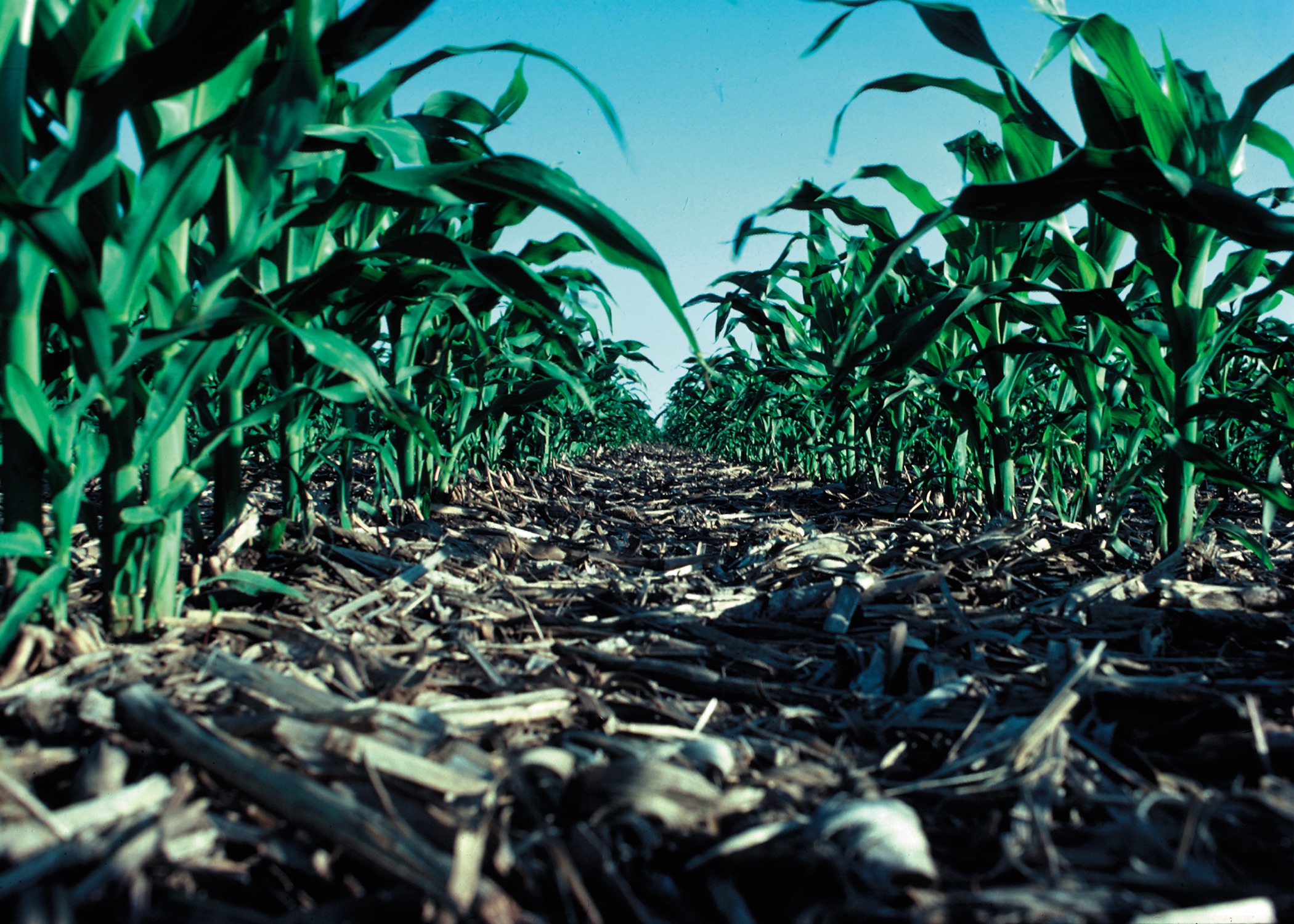 New American Farmland Trust-NRCS case studies show soil health practices increase farm profitability