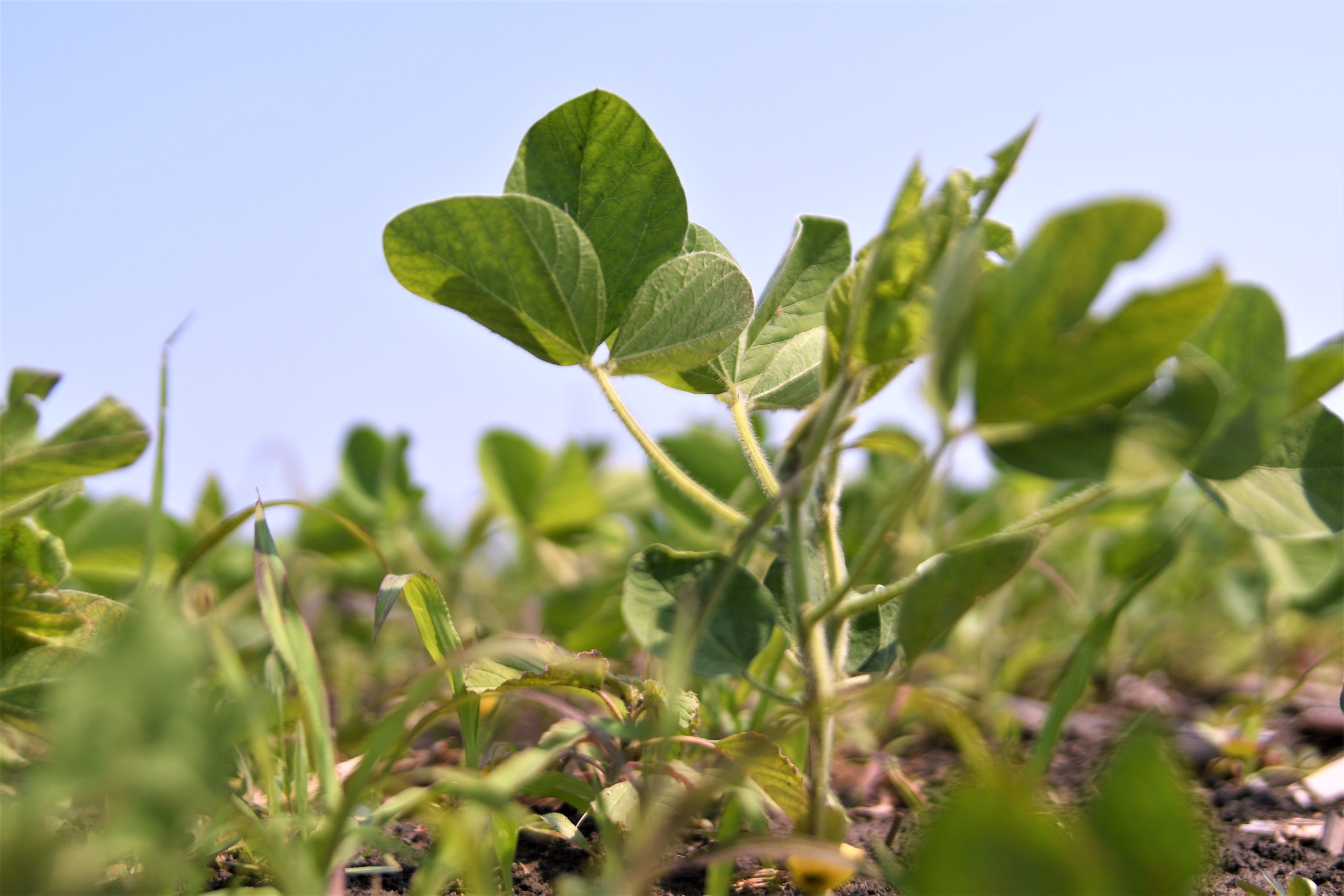 In the Midwest, Farmers See Boosting Soil Health as an Economic Lifeline