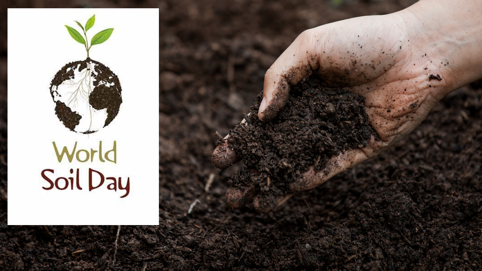 An ode to the life beneath our feet on World Soil Day 2019