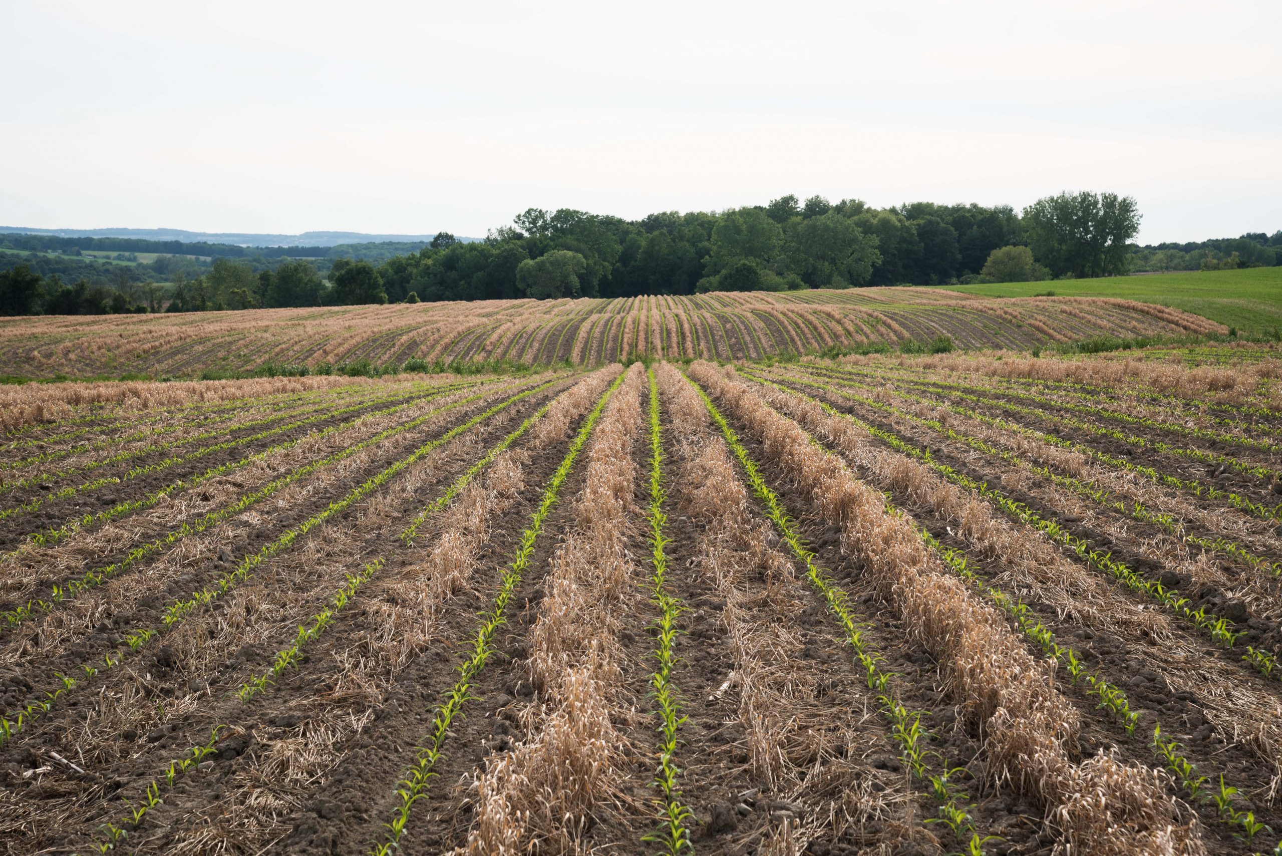 All I See is Potential: My View from the Field in New York