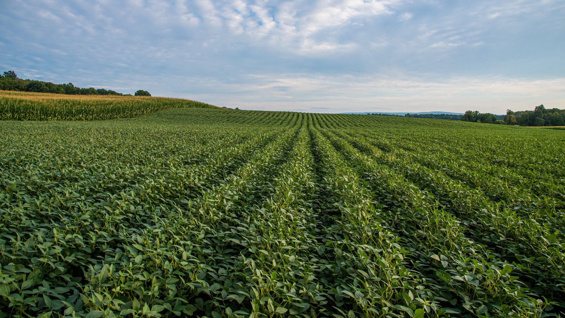 Four more American Farmland Trust-NRCS case studies show how soil health practices increase farm profitability