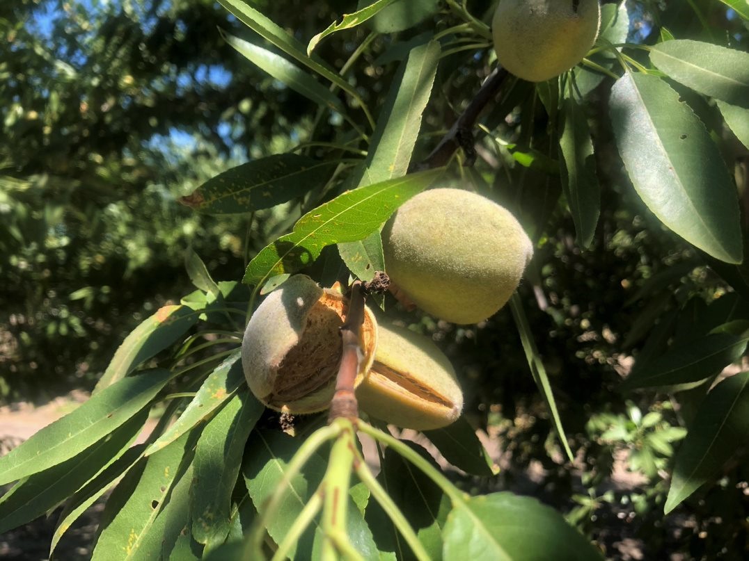 American Farmland Trust and USDA NRCS Release New Example of Soil Health Practices Increasing California Almond Orchard Profitability