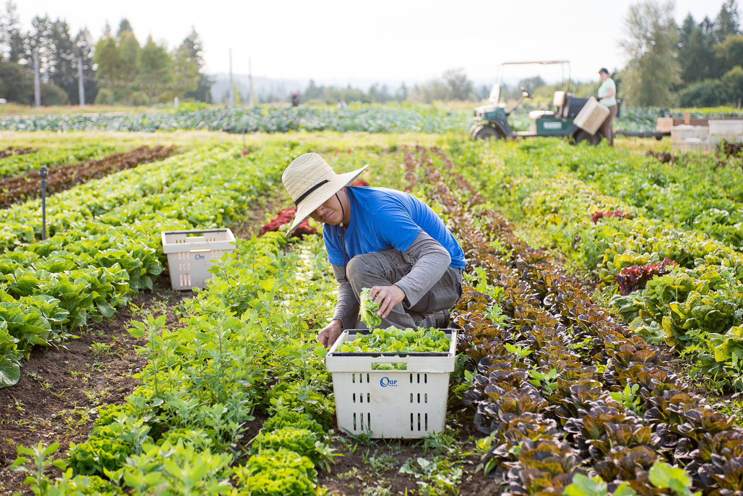 Policy Update: Senate Republicans Unveil HEALS Act