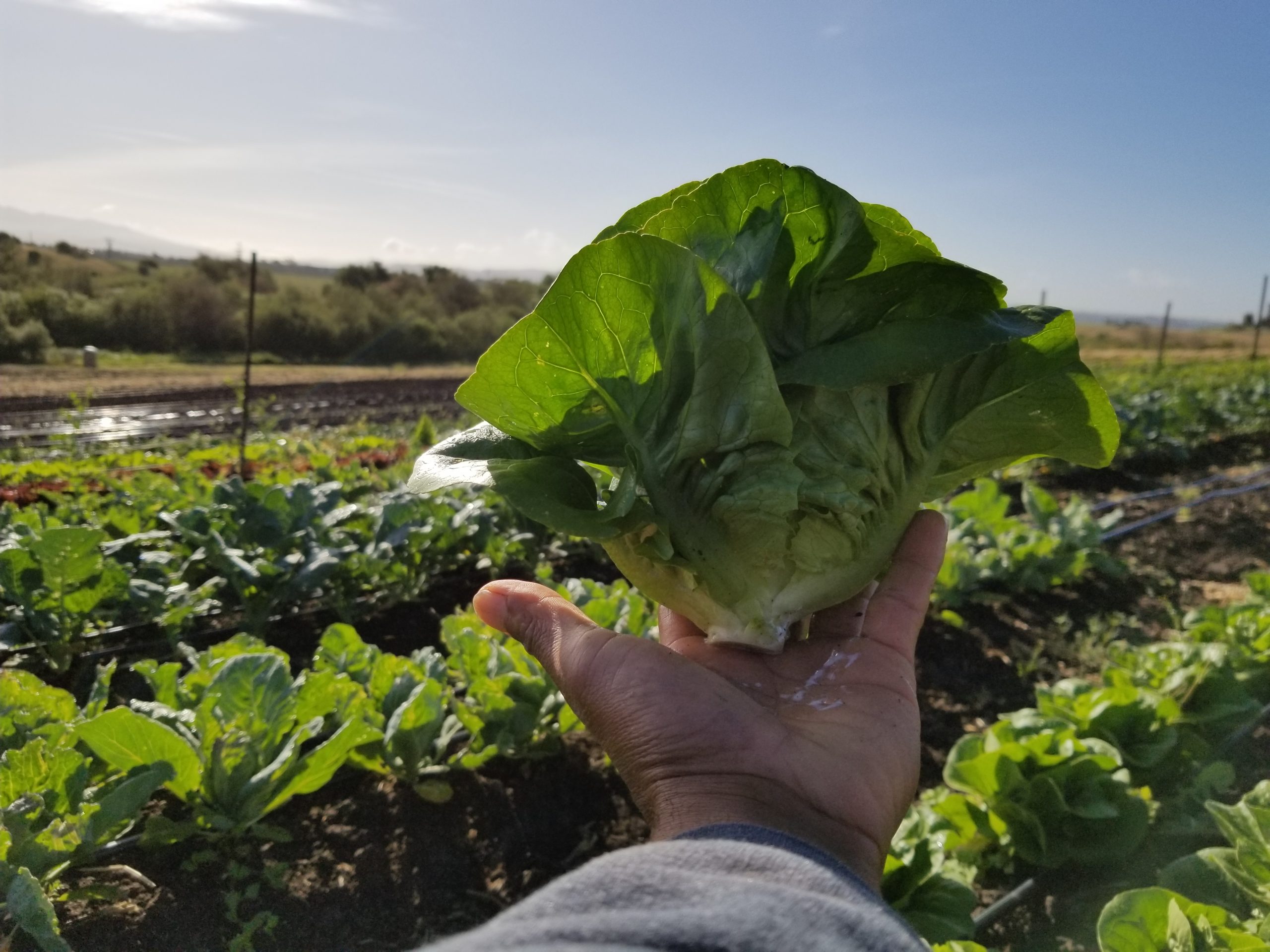 Meet Guillermo Lazaro, AFT California Farmer Relief Fund Recipient