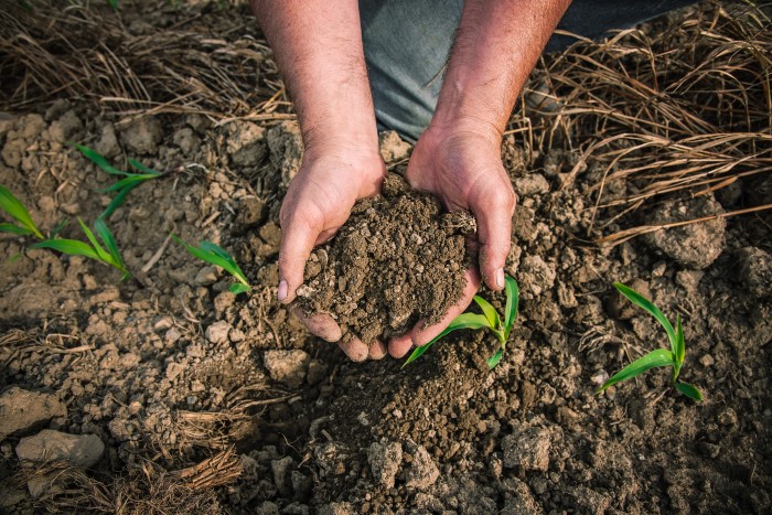 Hands in Soil