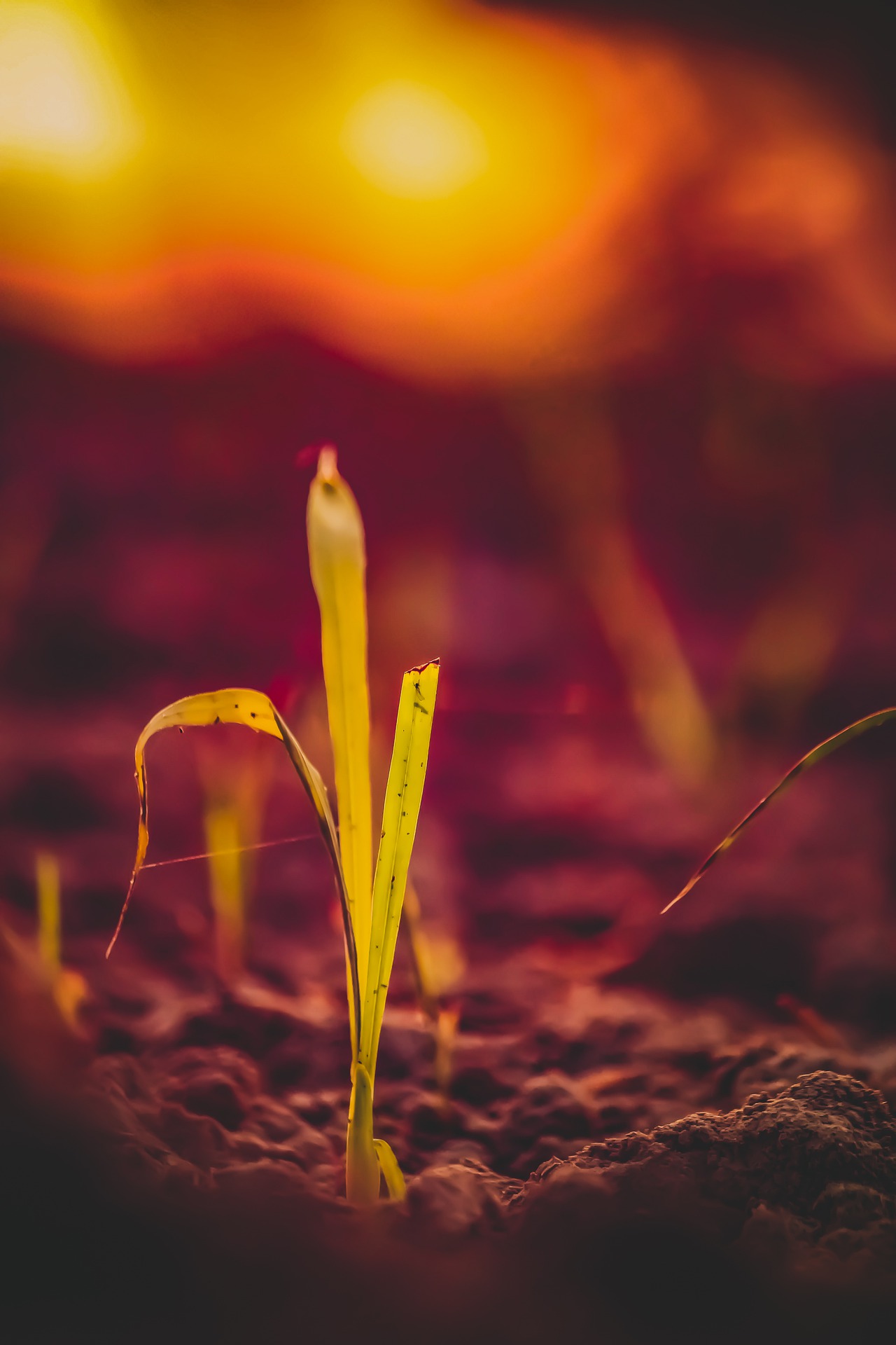 Carbon Farming in Illinois