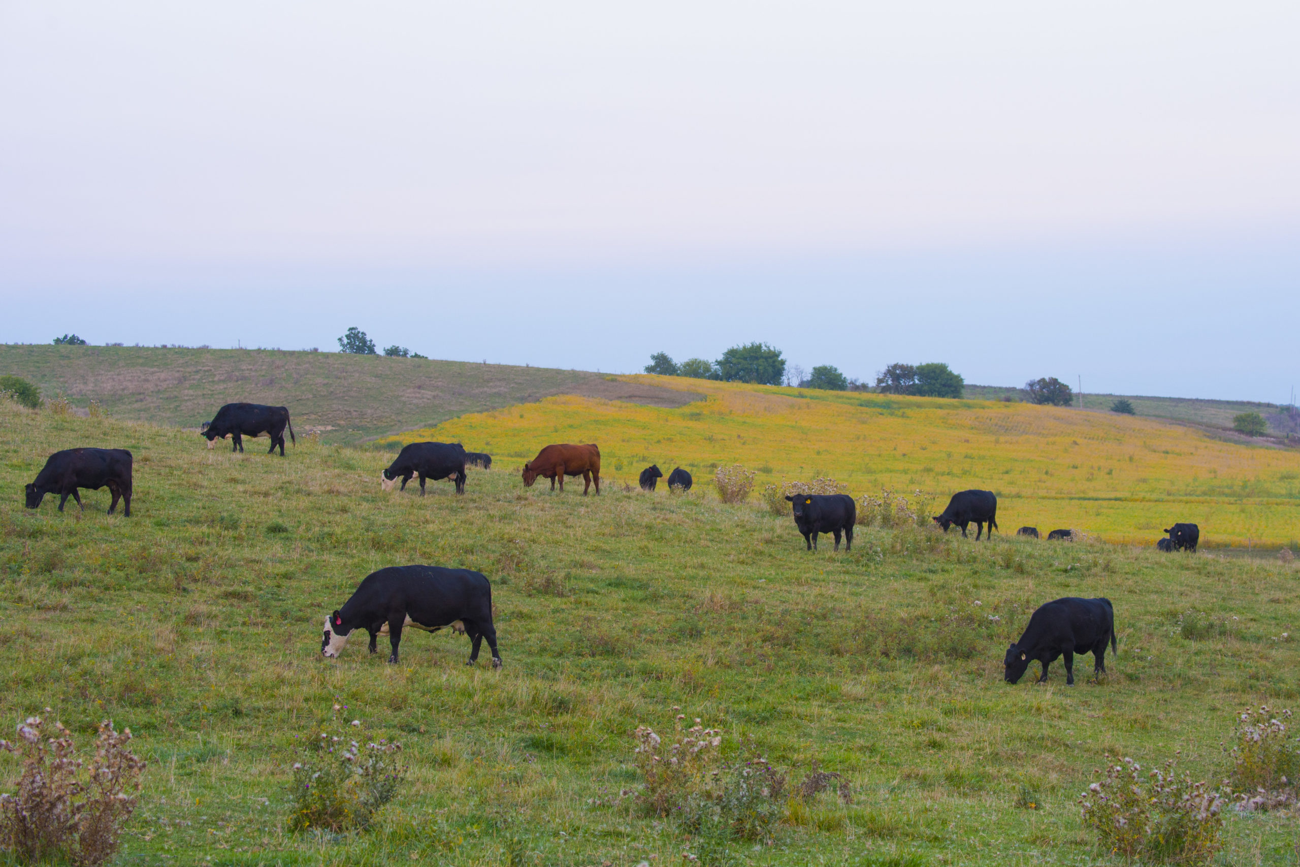 American Farmland Trust Leads Group in Effort to Transition U.S. Beef Supply to Carbon Neutral