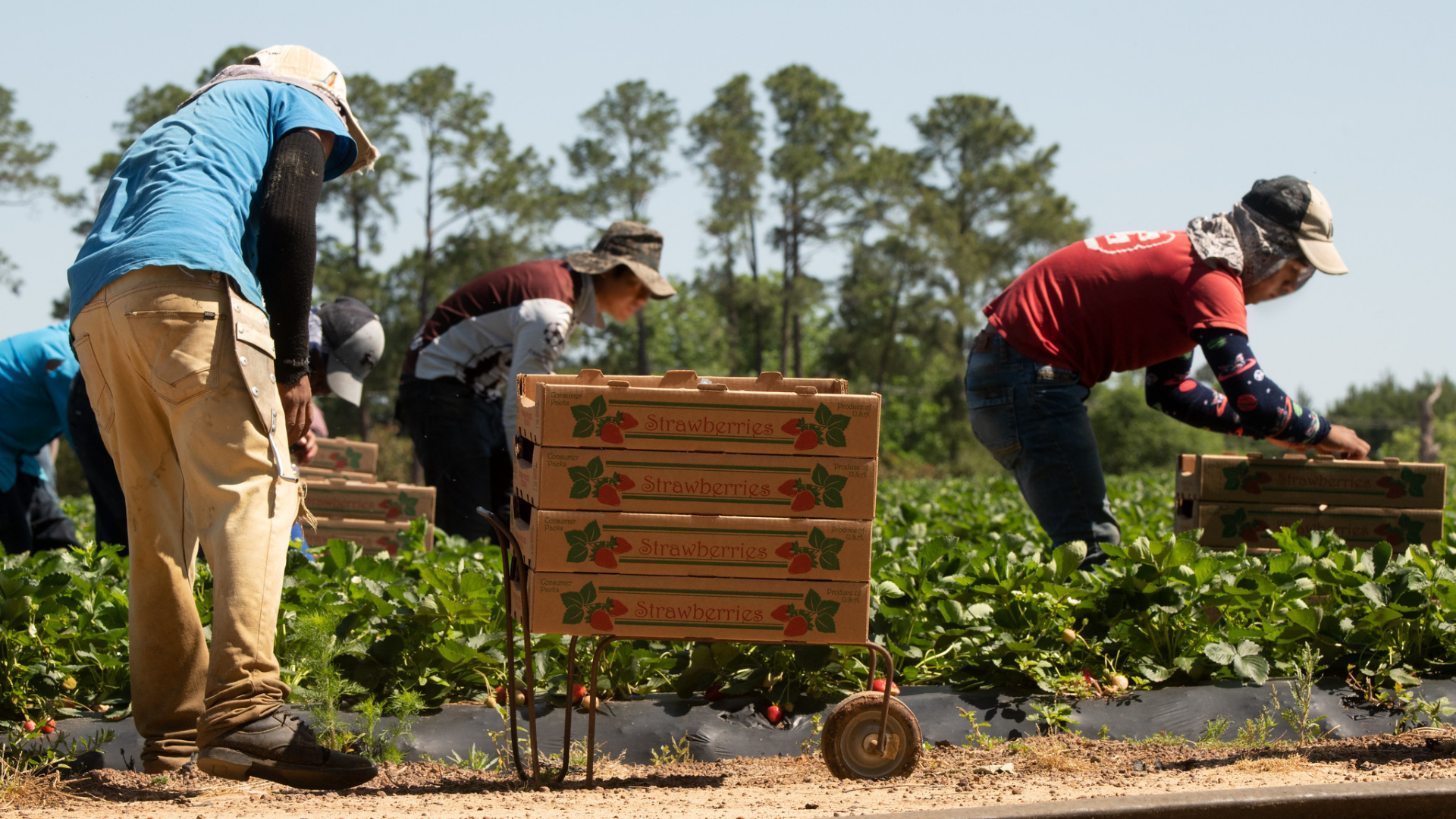 California’s Frontline Agricultural Workers, Made Essential by Coronavirus and a Historic Wildfire Season, Deserve Our Gratitude and Support