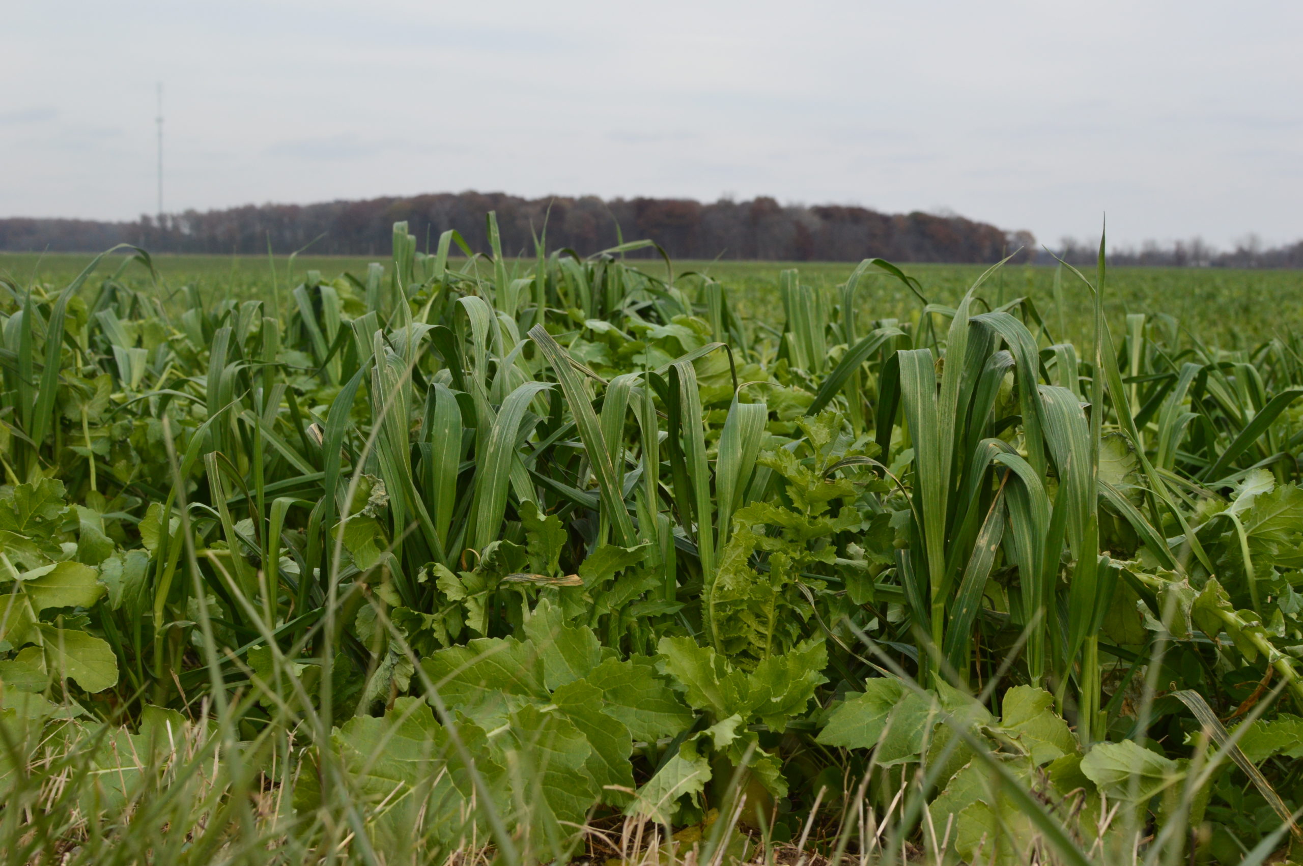 “Fall Covers for Spring Savings Cover Crop Premium Discount Program” Sign-up Begins December 15, 2020