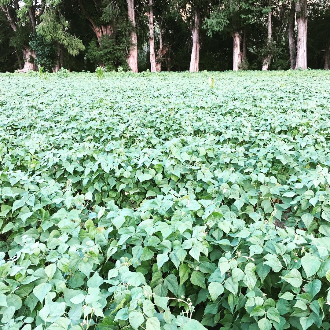 Learning from Socially Disadvantaged Farmers