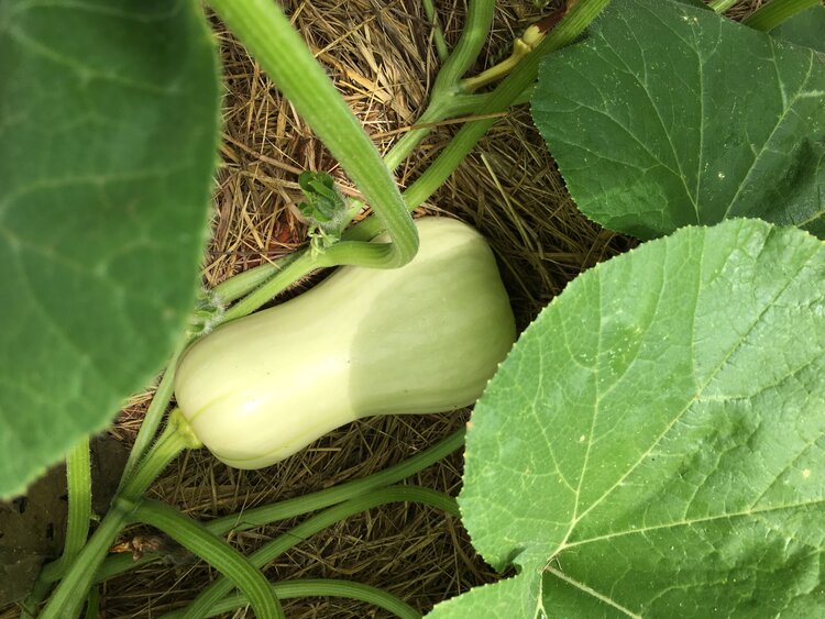 butternut squash in field