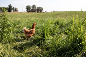 chicken on grass