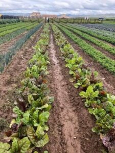 Farm fields in Santa Maria