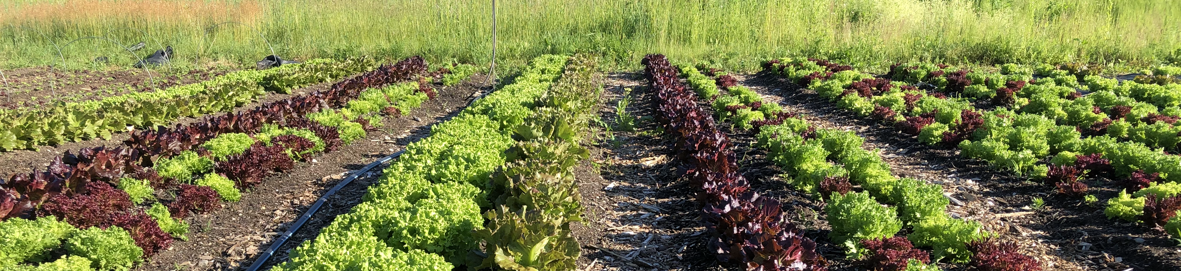 Farmer Consultant Program Accelerates The Adoption Of Regenerative Agriculture Practices