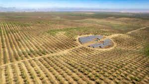 An almond orchard with solar powered irrigation
