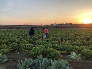 two women farmer in cabbage field