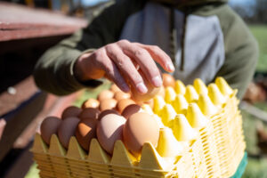 eggs in a boy's hand and yellow carton.