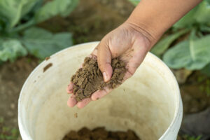 woman holding healthy soil