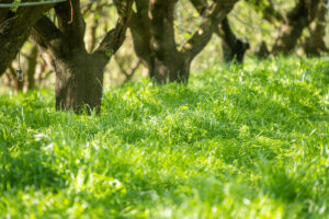 cover crops around almond trees