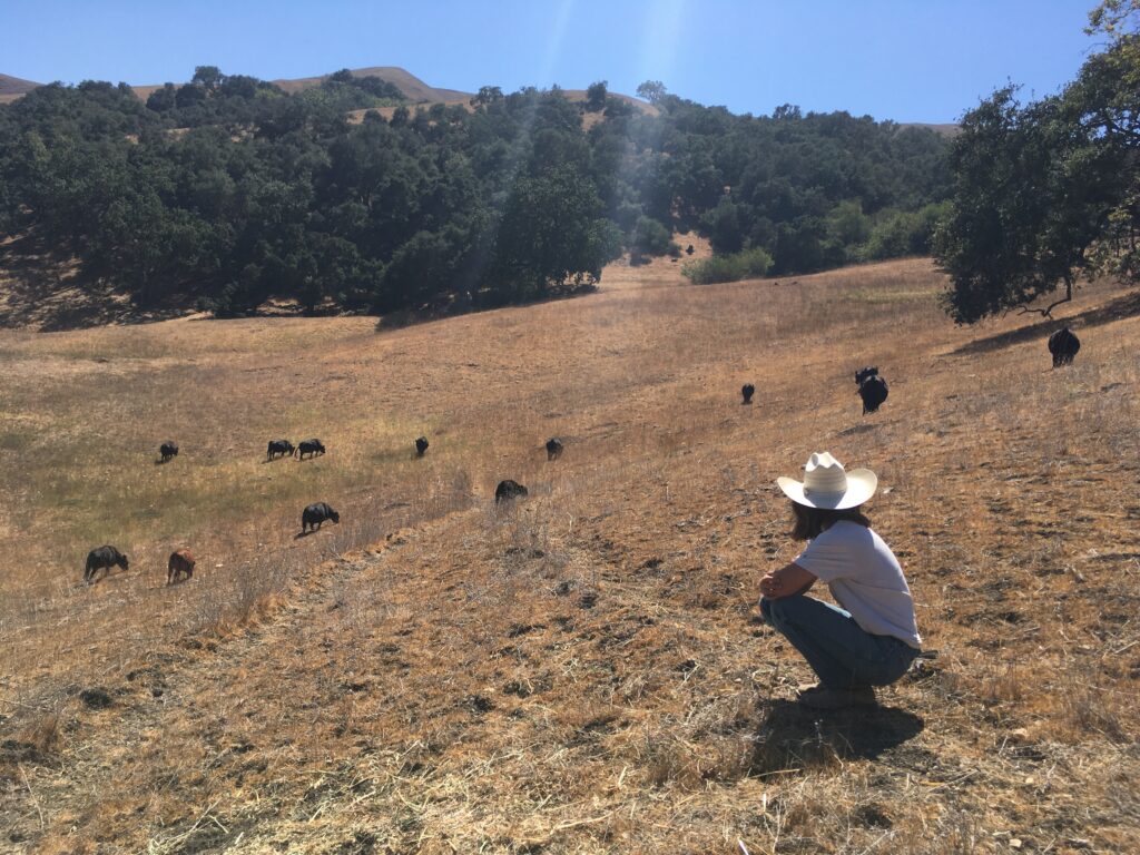 Woman rancher with grassfed cows.