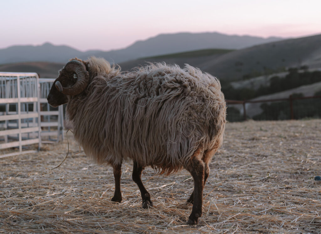 a ram in central california