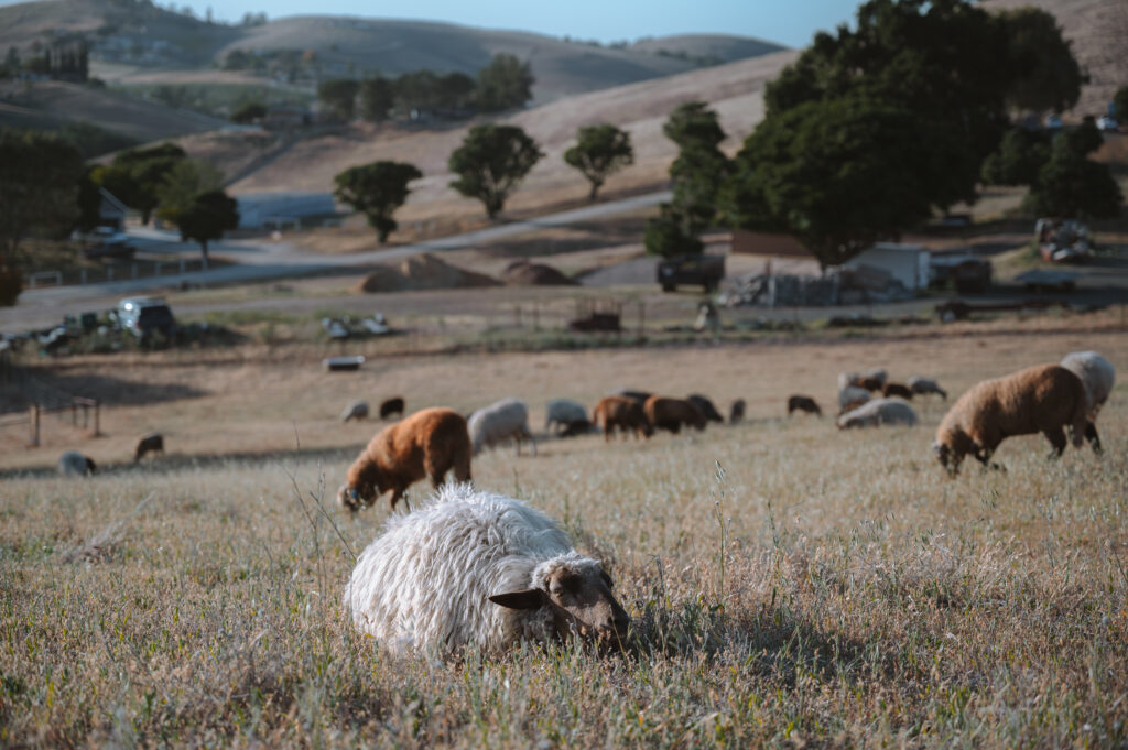 Sheep grazing and one lying down in front.