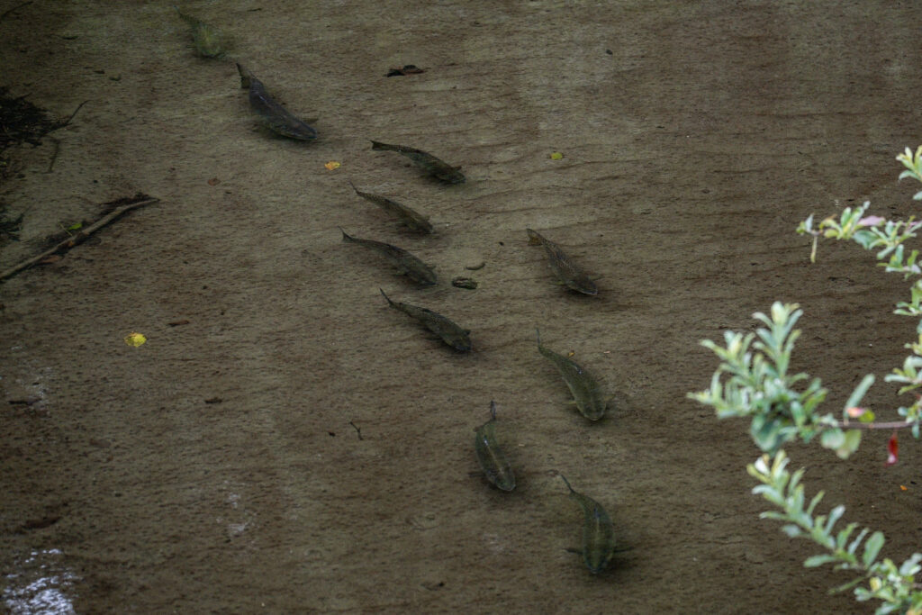 salmon swimming in minter creek, washington state.