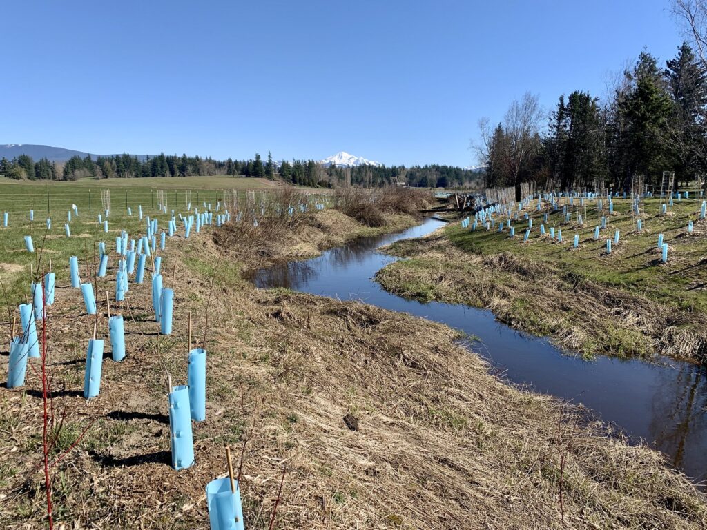 Riparian buffer and mt baker washington