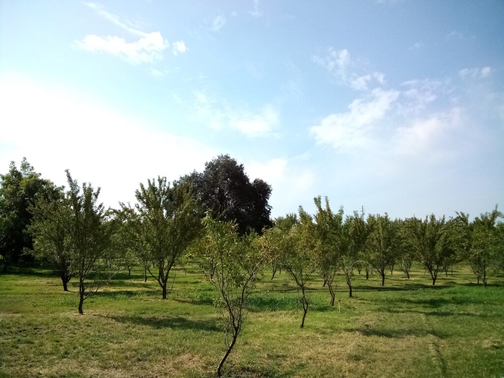 Fruit tree orchard on merced river