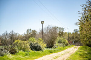 hedgerow pollinator plants bird house