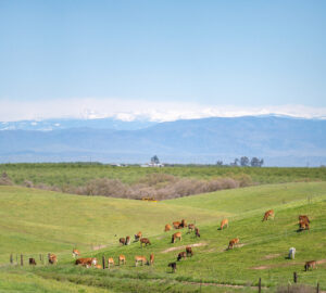 rangeland in san joaquin valley