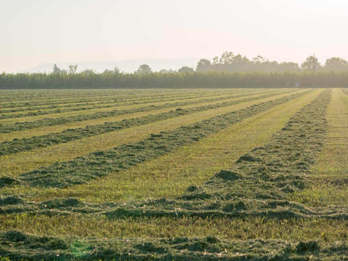 Program Pays Illinois Farmers to Improve Soil Health