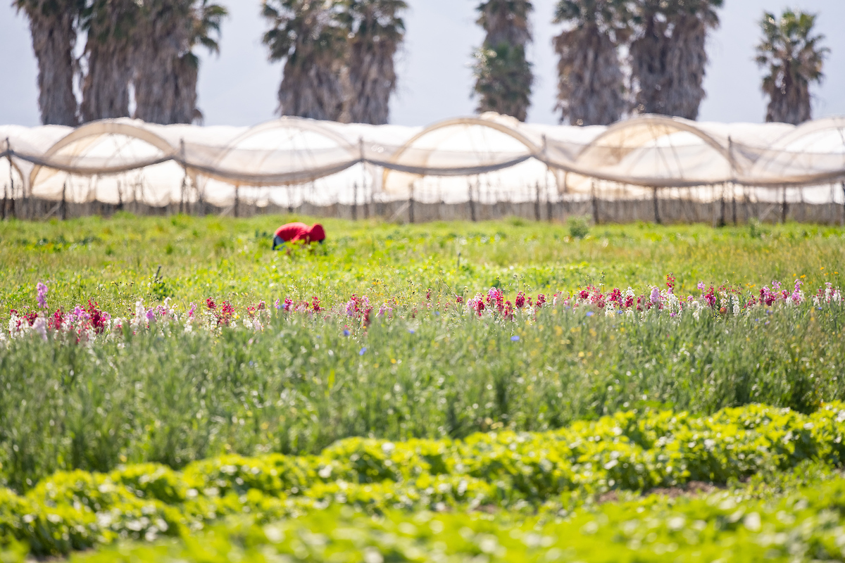 We’re Hiring! Help AFT Keep California Agriculture Viable and Climate Resilient