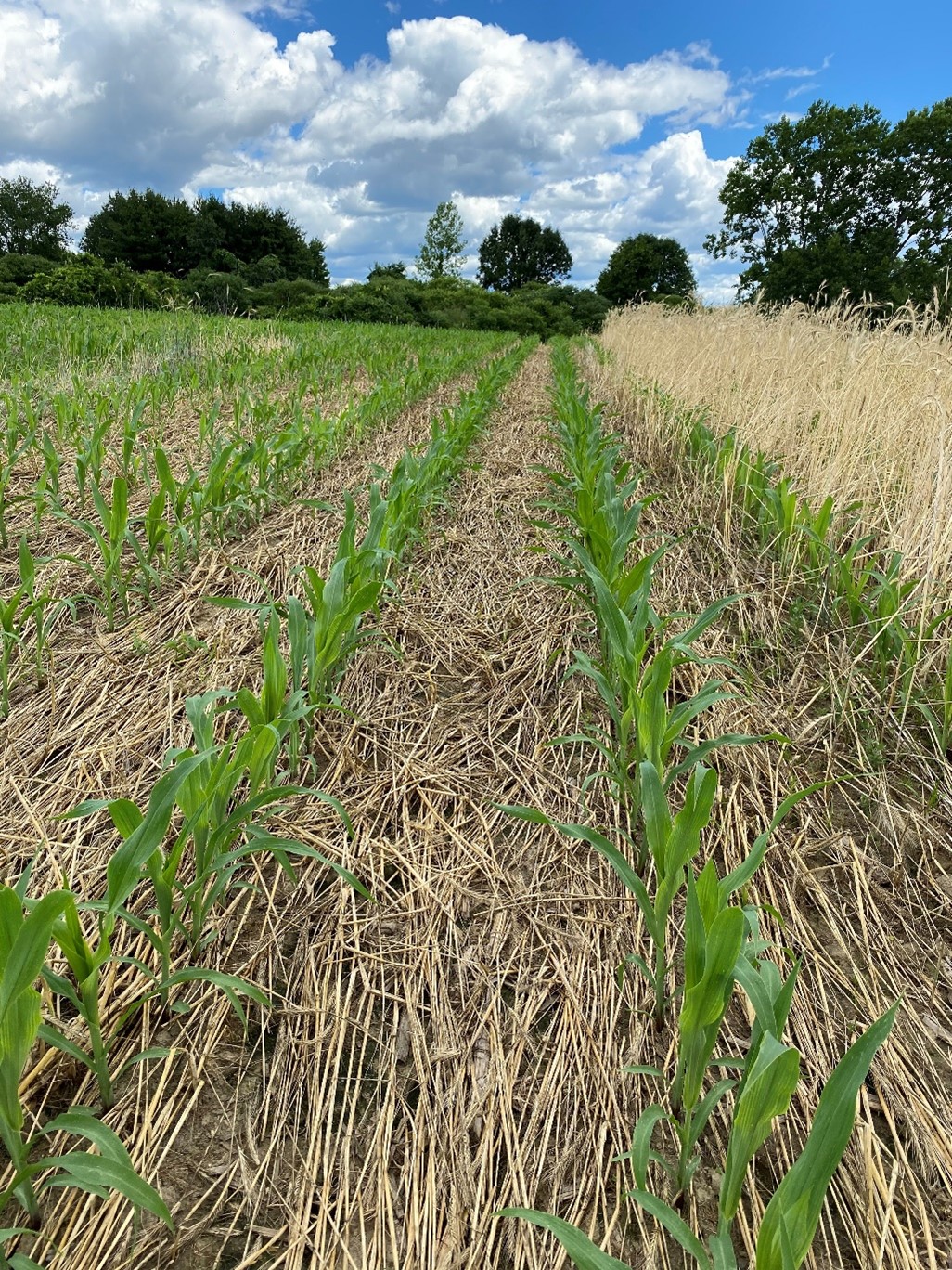 AFT and Partners Awarded Grants for Biochar and Cover Crop Adoption