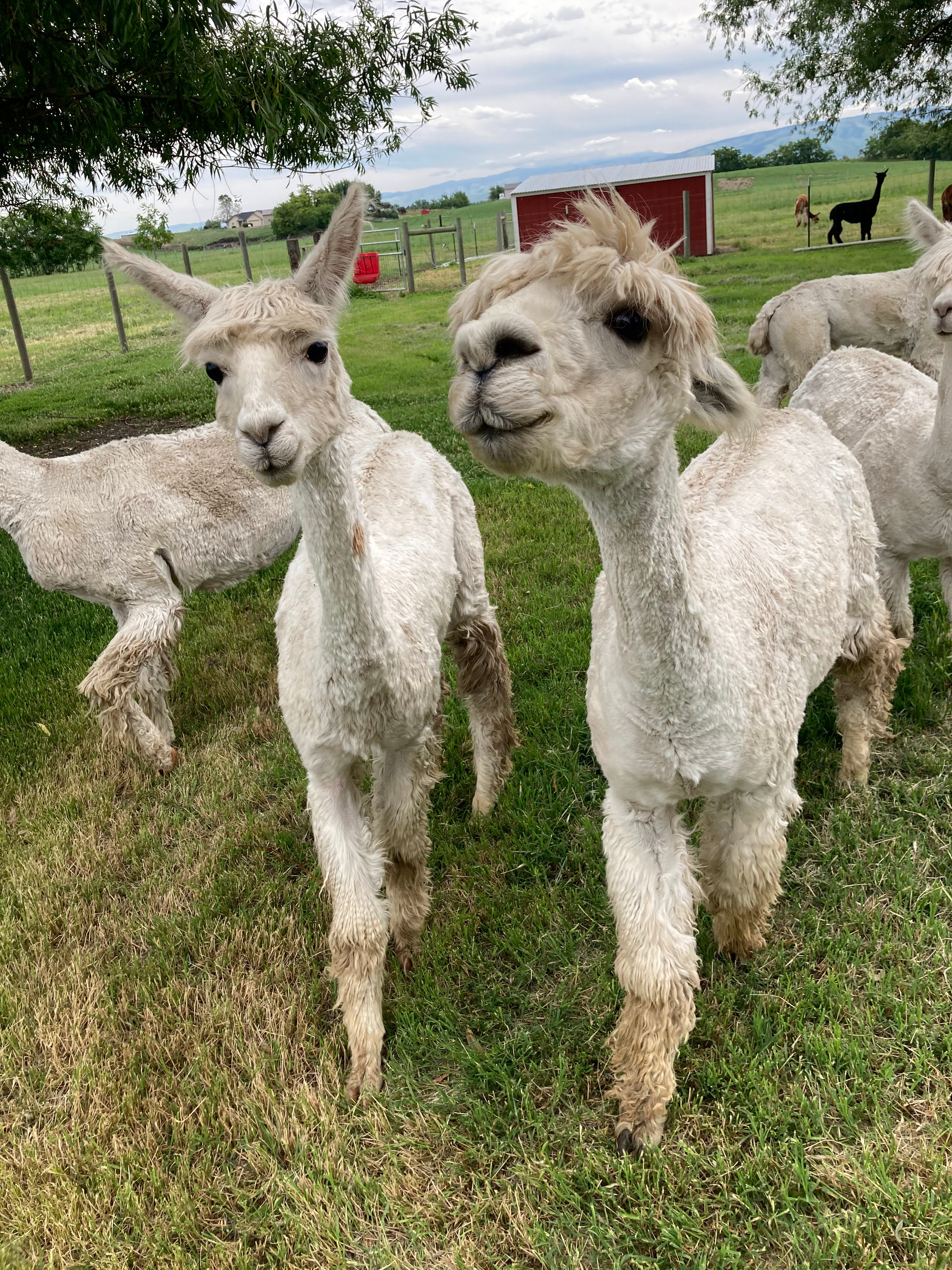 AFT’s Brighter Future Fund Helps Support Old Homestead Alpacas in the Pacific Northwest
