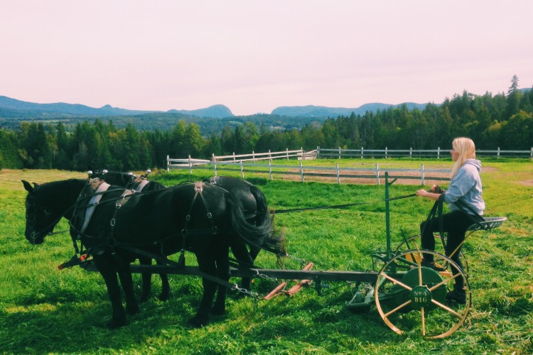 AFT staff member Mikaela Perry drives team of draft horses