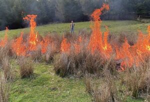 prescribed fires