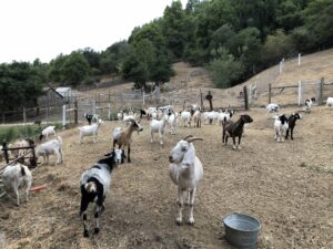 goat herd