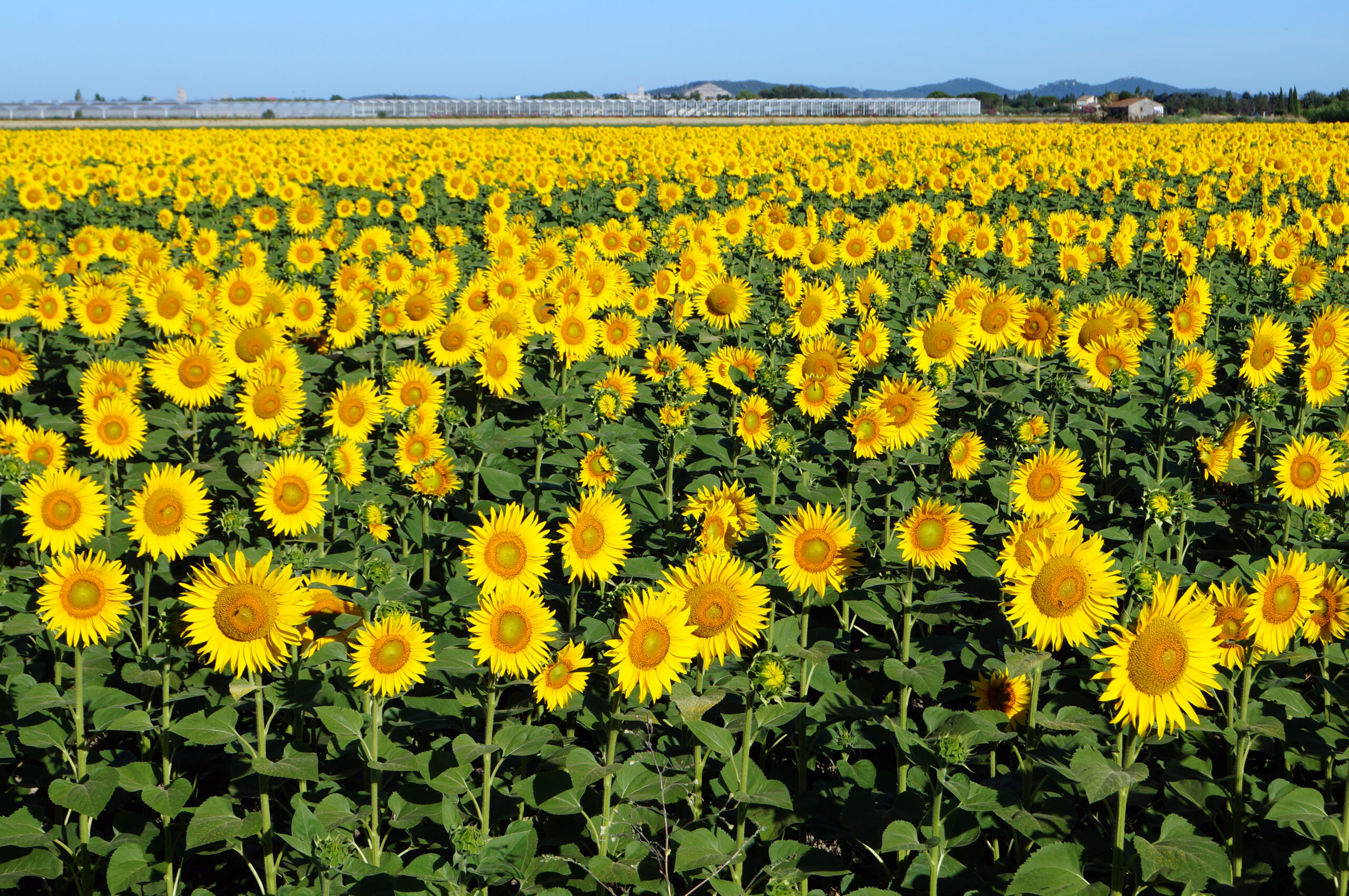 AFT’s Midwest Team is Growing!