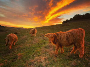 The Ranch at Bodega's cows graze foothills at sunset