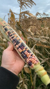 Bear Island Flint Corn