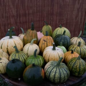 various squash varieties